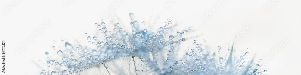 Beautiful dew drops on dandelion seed macro. Beautiful soft light background. Water drops on parachutes dandelion. Copy space. soft focus on water droplets. Macro nature. banner - obrazy, fototapety, plakaty 