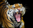 The tiger roars and sees fangs preparing to fight or defend.