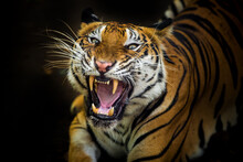 The Tiger Roars And Sees Fangs Preparing To Fight Or Defend.