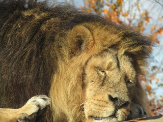 Lion Sleeping