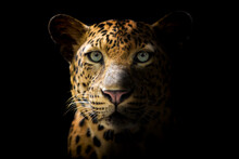 The Leopard Looks Beautiful On A Black Background.