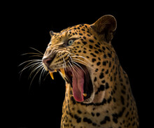 A Roaring Leopard Looks Fierce On A Black Background.