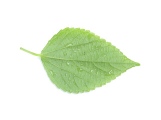 green leaf isolated on a white