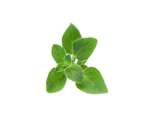 Oregano or marjoram leaves isolated on white background