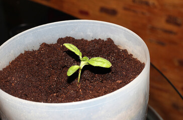 Plant the sprouts in a flower pot. Young seedlings.