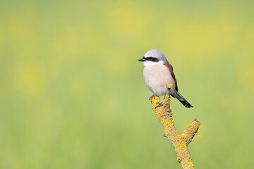 Wall Mural - A male Red-backed shrike (Lanius collurio) perched on a branch