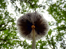 Pleated Inkcap (Parasola Plicatilis) Sometimes Known As The Little Japanese Umbrella, Growing Under A Canopy Of Oak Trees