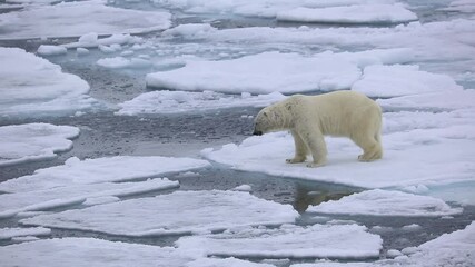 a polar bear walking and crossing from ice block to another