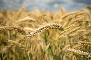 Wall Mural - Selective focus shot of wheat branches growing in the field