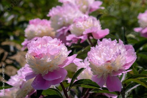 Pale pink peonies on a background of green leaves.