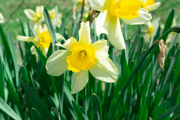 Wall Mural - The beautiful Narcissus flower garden. Narcissus flowers. Nature pattern with copy space. Tender floral texture. Yellow flowers.