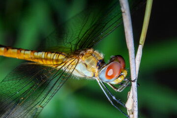 Macro Big dragonfly on stick bamboo in forest at thailand