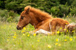foal in the meadow