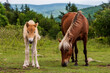 horse and foal in the meadow
