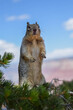 Grand Canyon Rock Squirrel, USA