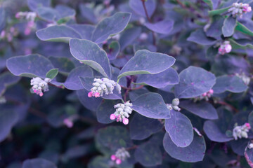 Wall Mural - Small tender pink flowers with purple leaves pattern. Nature texture. Floral background with copy space. 