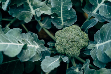 broccoli growing in the garden