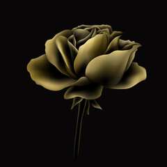 beautiful gold rose on ablack background