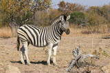Fototapeta Sawanna - A solitary plains zebra standing in a field with a background of trees in autumn colors in South Africa