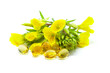 Yellow evening primrose (Oenothera biennis) flowers and capsules with oil on white