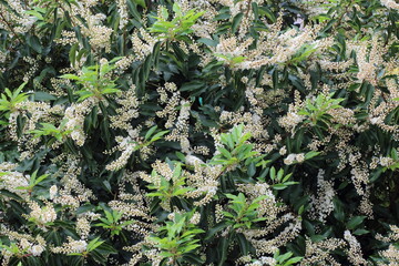 Blossom of prunus lusitanica Angustifolia, called also Portuguese laurel in the spring  garden. White flowering tree.