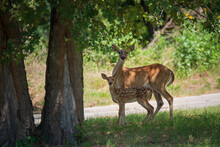 White Tailed Deer, Fawn And Mother, Under A Shady Tree In The Woods On A Hot Summer Day In Texas