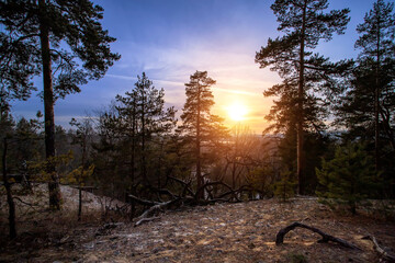 Autumn forest in sunset light. Beautiful nature background.