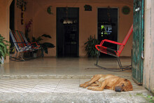 Sleeping Dog In Front Of Costa Rican Home