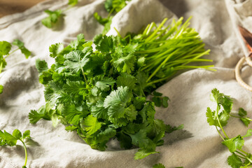 Canvas Print - Raw Green Organic Cilantro Bunch