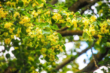  Flowering linden tree with beautiful yellow flowers. Medicinal plant