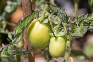 Wall Mural - Tomatoes growing in a vegetable garden during summer