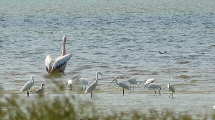 Wall Mural - The great white pelican (Pelecanus onocrotalus). Wetland birds of Ukraine.