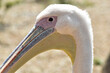 Kolorowa głowa pelikana na rozmytym tle.