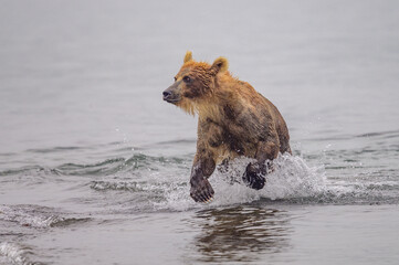 Ruling the landscape, brown bears of Kamchatka (Ursus arctos beringianus)