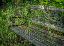 Abandoned Wrought Iron And Wood Park Bench Overgrown With Grass And Weeds Nobody