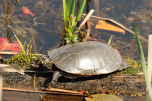 Turtle Painted Photo. Painted Turtle On A Log In The Pond With Lily Pads And Foliage Displaying Its Turtle Shell, Head, Paws In Its Environment And Habitat.  Picture. Image. Portrait.