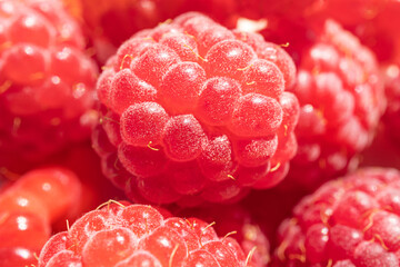 Wall Mural - Raspberry close-up. Fresh harvest of berries, macro photo. Concept of organic healthy healthy vitamin food.