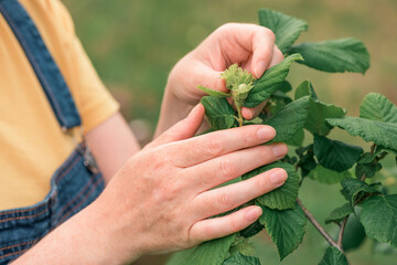 Wall Mural - Female farmer examining hazelnut fruit in organic orchard