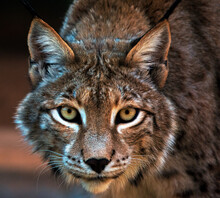 Portrait Of A Lynx, South Africa