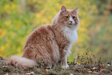 Wall Mural - A norwegian forest cat male with alert expression 