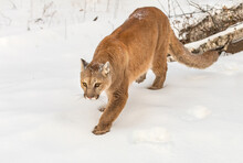 Adult Female Cougar (Puma Concolor) Prowls Forward In Snow Winter