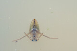 Fototapeta Dmuchawce - Common Backswimmer (Notonecta glauca)