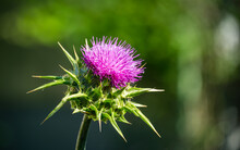 Pink Flowering Thistle Cardus Marianus Or Saint Mary's Thistle (Silybum Marianum)on Background Of Blurred Greens. Milk Thistle Is Valuable Plant Used For Medicinal Purposes. Selective Focus Close-up