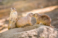 Prairie Dogs.Two Prairie Dogs Cuddling And Kissing Each Other. Prairie Dogs In Love.Close Up