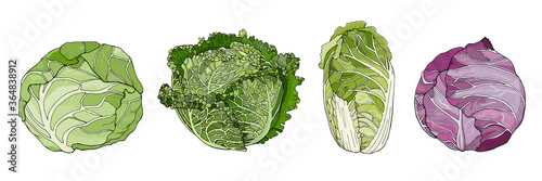 headed types of cabbage Tableau sur Toile