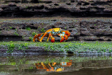 Poster - Sally lightfoot crab Grapsus grapsus in Volcanic Rock Galapagos Islands 