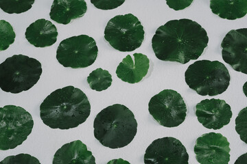 Wall Mural - top view of a lotus leaf with a dark background.