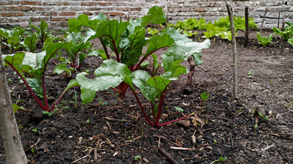 Remolachas creciendo en la huerta urbana