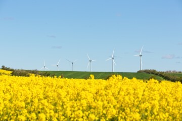 Poster - Green field with beautiful yellow flowers and windmills under a clear blue sky