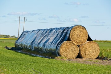 Poster - Haystacks covered with a big black plastic bag in a field under the sunlight